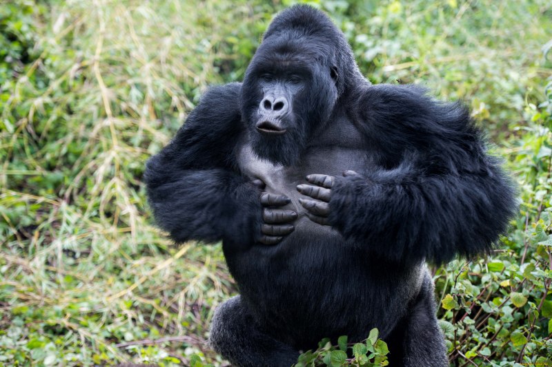 Западная равнинная горилла (Gorilla Gorilla Gorilla)