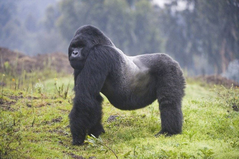 Silverback горилла