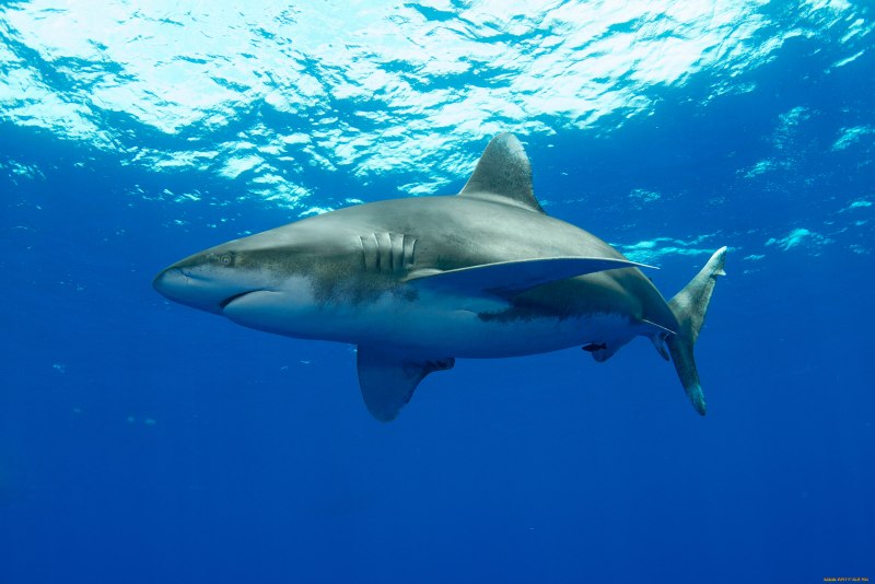 Carcharias acutissima