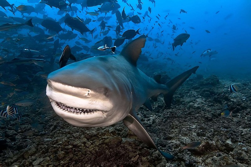 Lamniformes (Ламнообразные)