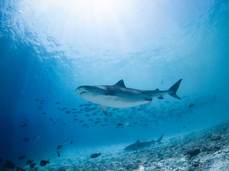 Carcharodon carcharias