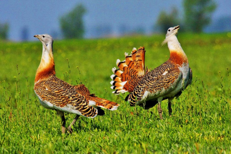 Дрофа (Otis tarda dybowskii)