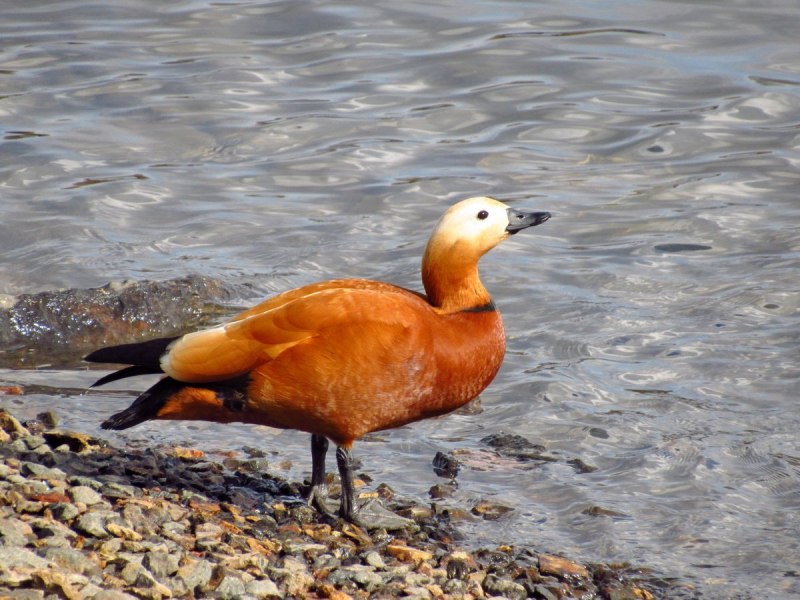 Огарь, красная утка (Tadorna ferruginea)