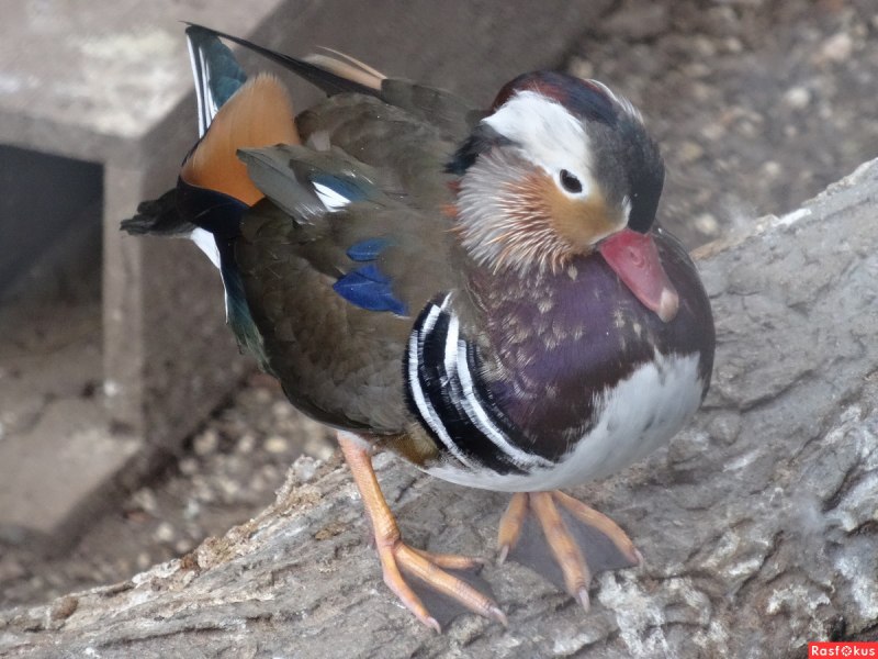 Утка самец и самка
