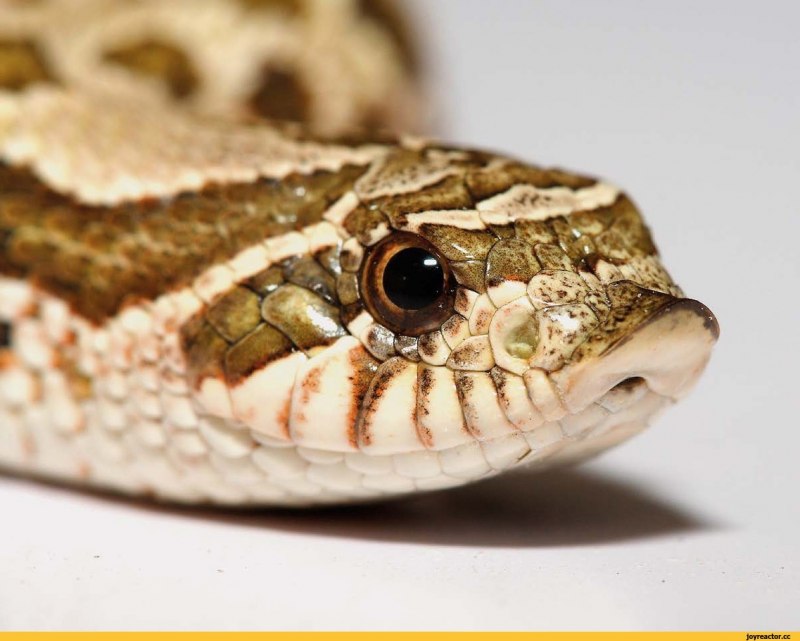 Heterodon nasicus