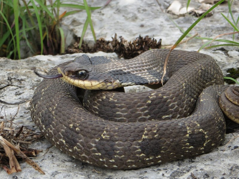 Eastern Hognose Snake
