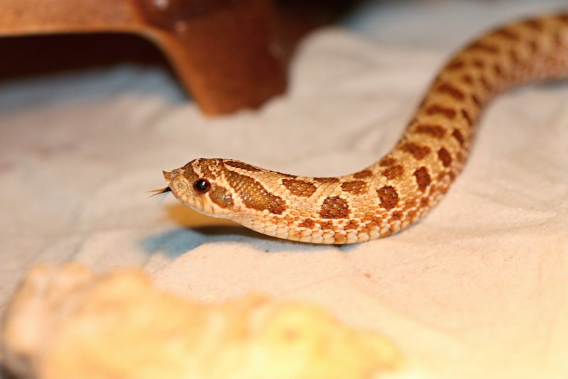 Heterodon nasicus