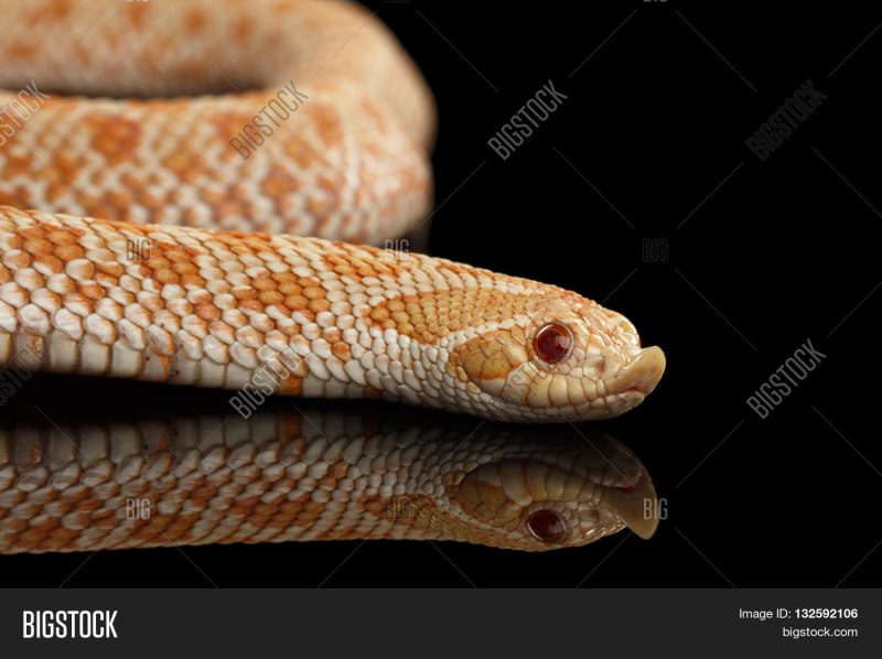Heterodon nasicus Albino