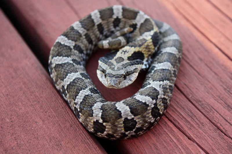 Eastern Hognose Snake