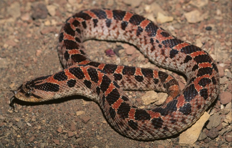 Hognose Snake