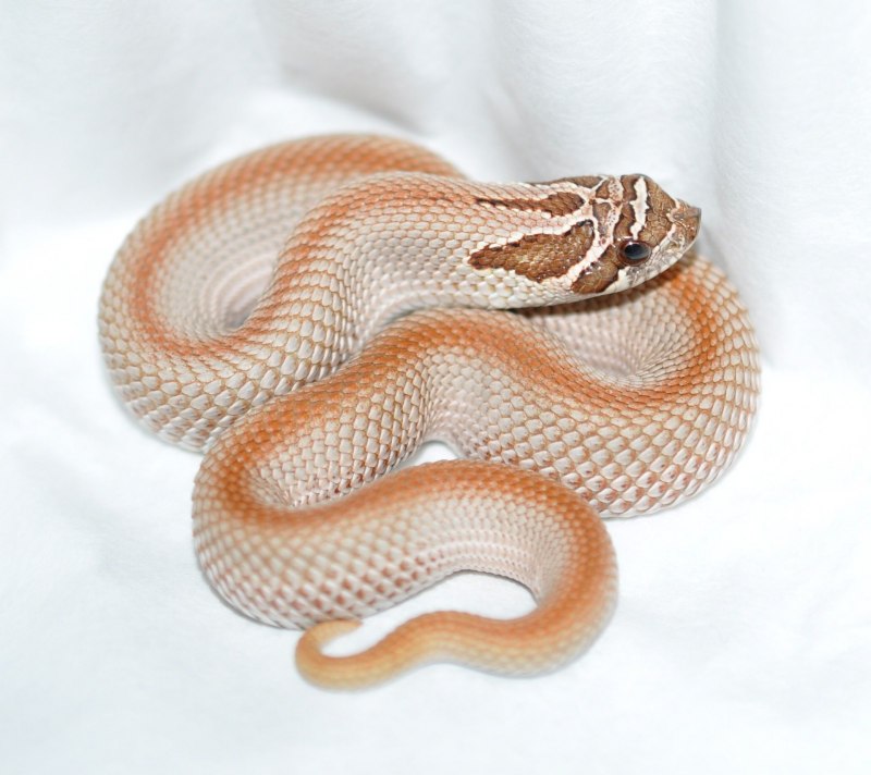 Hognose Snake змея
