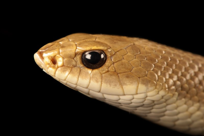 Hognose Snake Yellow
