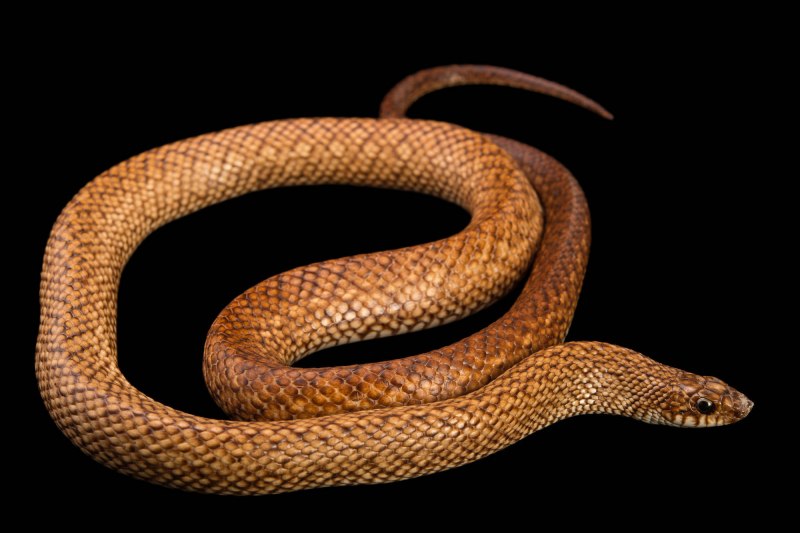 Leioheterodon