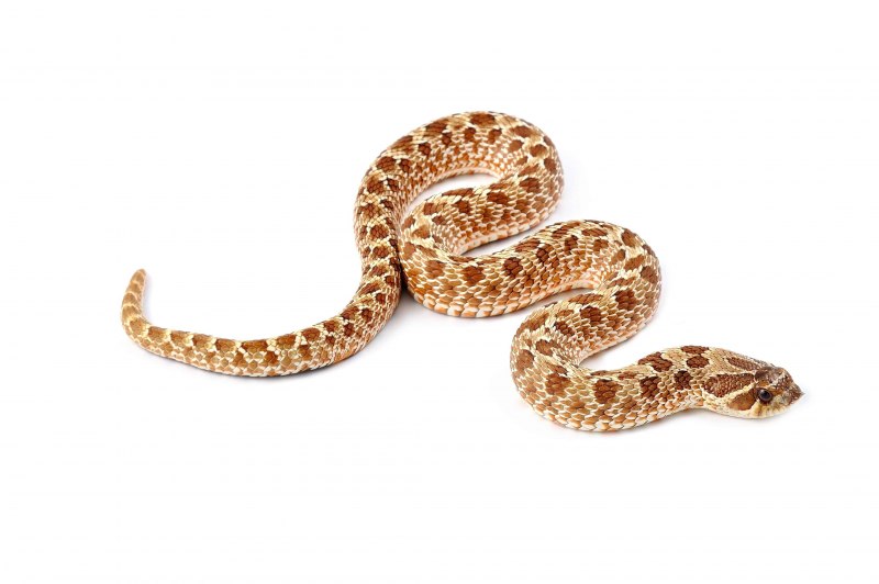 Beware of Snakes