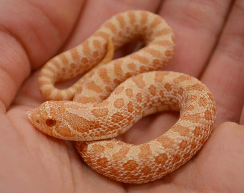 Hognose Snake