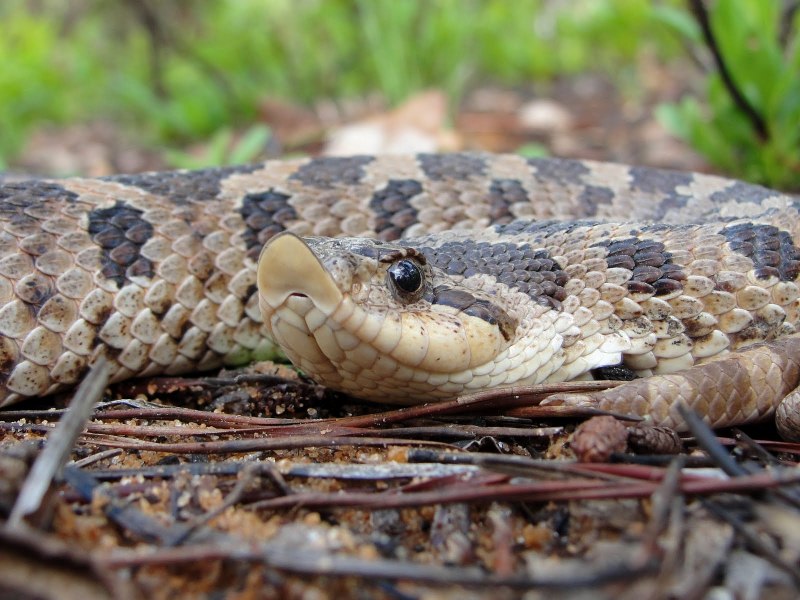 Уж свиноносый "super Anaconda"