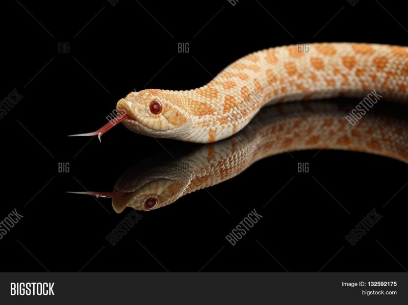 Heterodon nasicus Albino