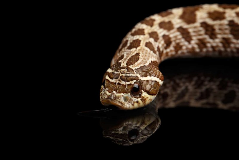 Closeup Pink Pastel Albino Western Hognose Snake, Heterodon nasicus isolated on Black background Greeting Card