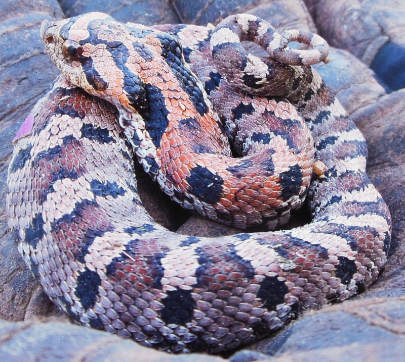 Hognose Snake