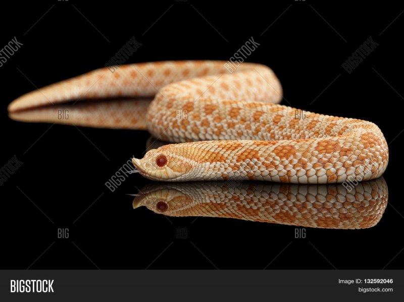 Уж свиноносый "Albino"
