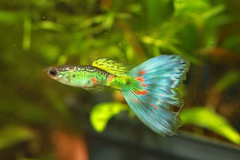 Guppy перевод
