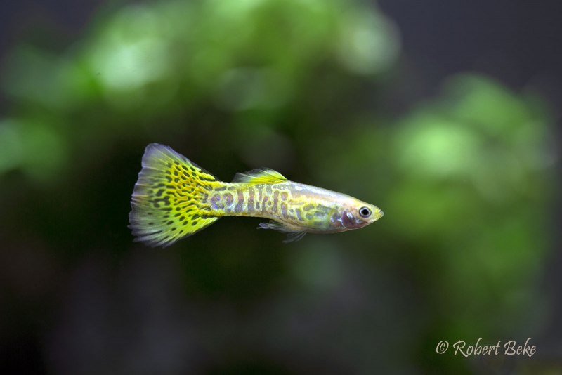 Гуппи Poecilia reticulata