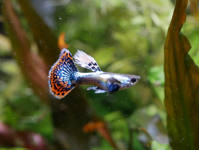Гуппи Poecilia reticulata