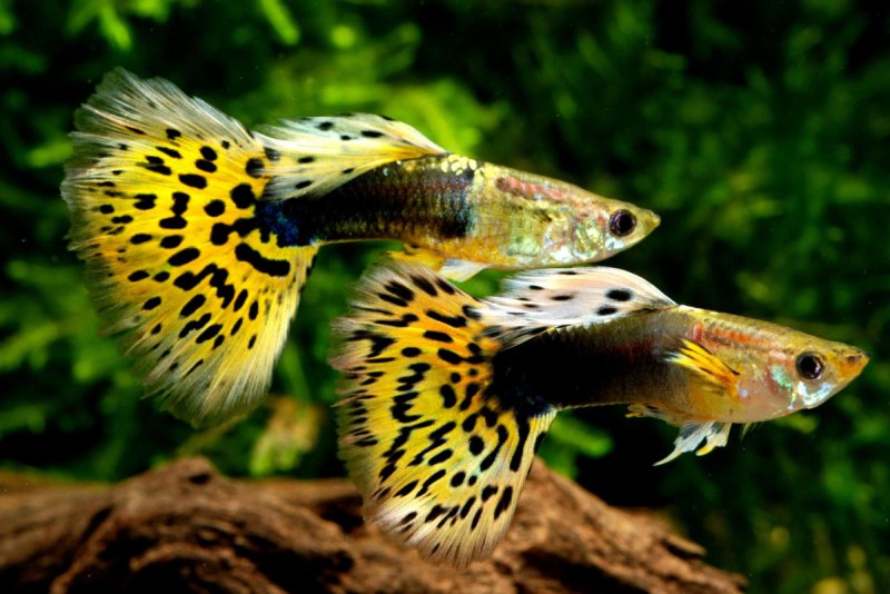 Царство гуппи Poecilia reticulata