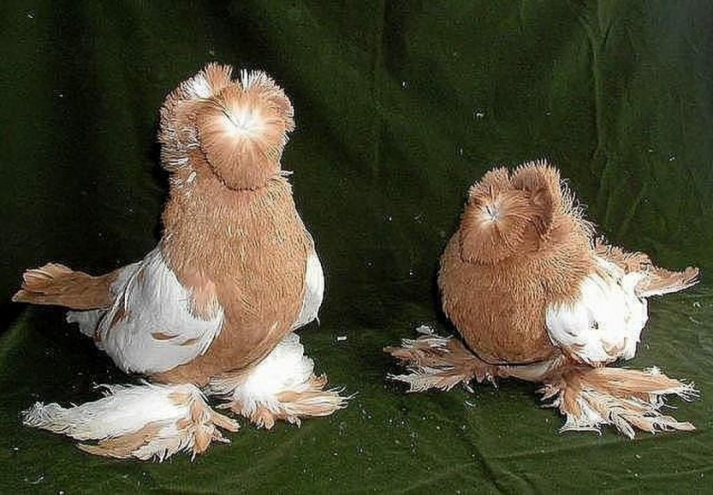 Голубь ДВУХЧУБЫЙ Бухарский