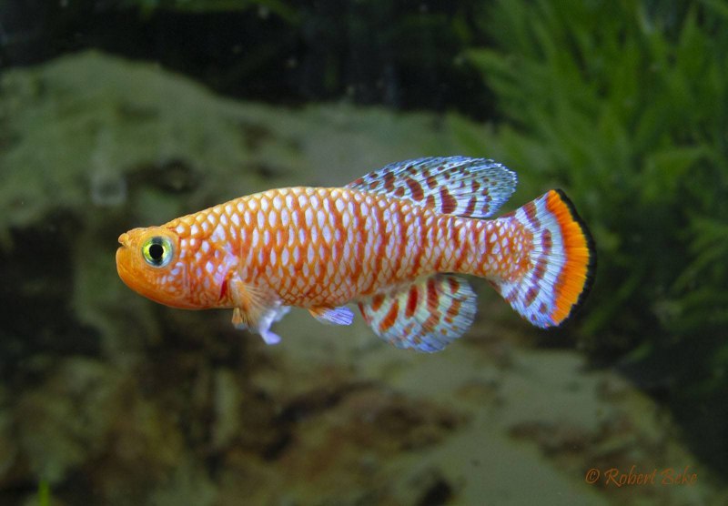 Nothobranchius furzeri