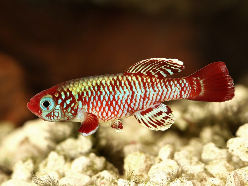 Nothobranchius korthausae Red