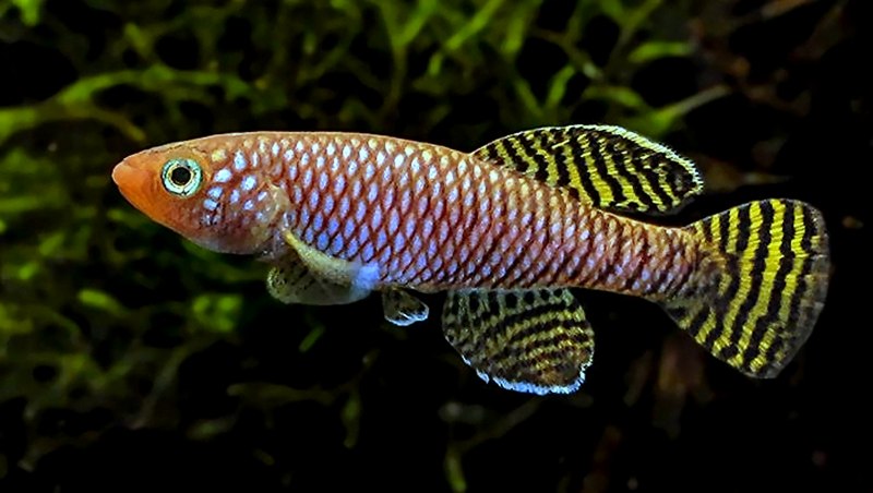 Nothobranchius Skeltoni