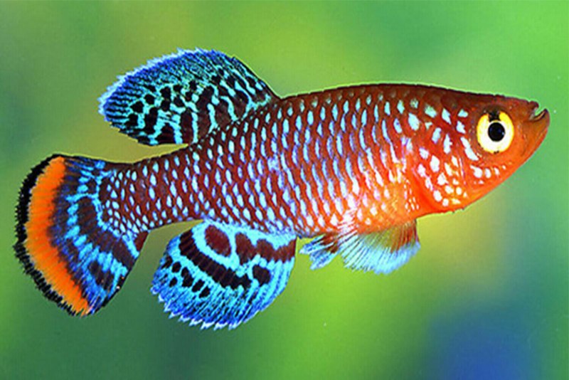 Nothobranchius kafuensis