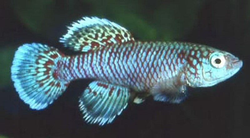 Fundulopanchax sjoestedti