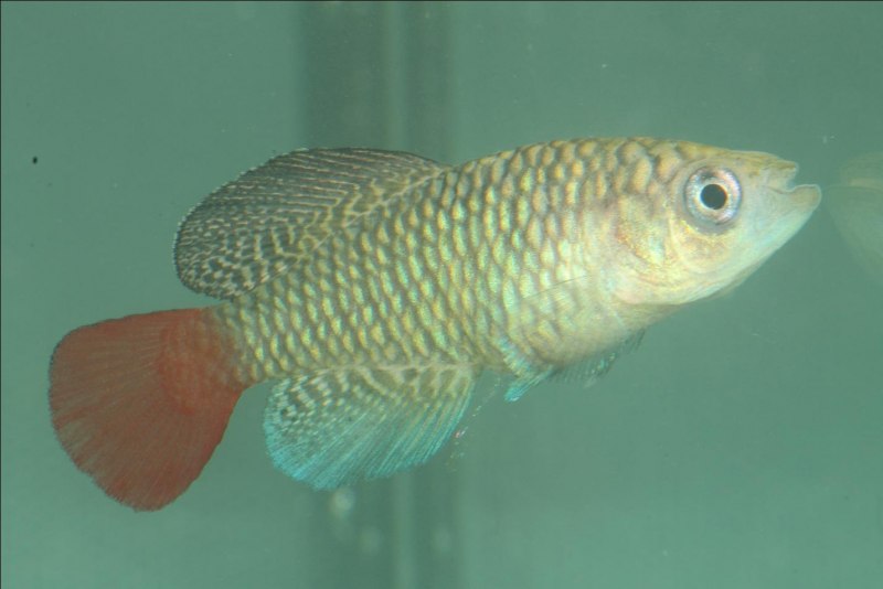 Nothobranchius furzeri