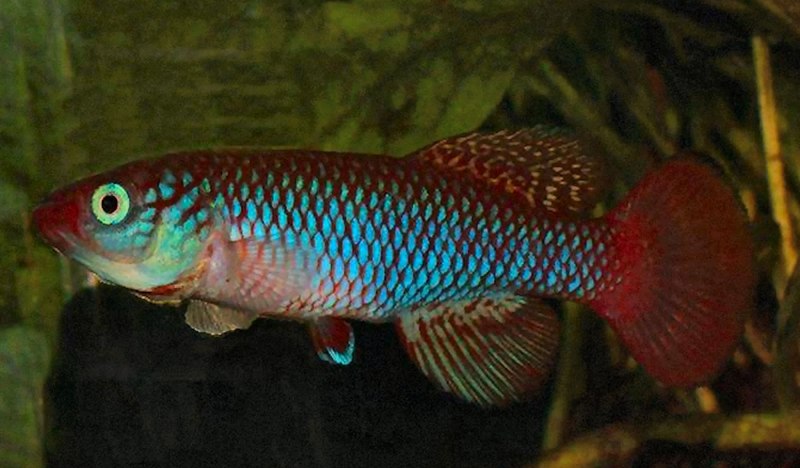 Nothobranchius ocellatus