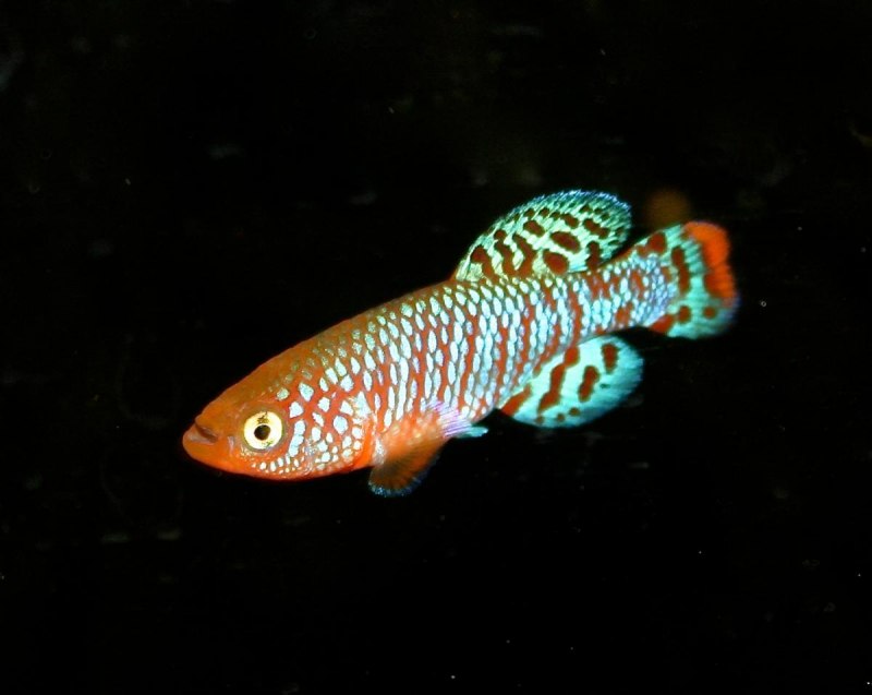 Нотобранхиус Эггерса (Nothobranchius eggersi)