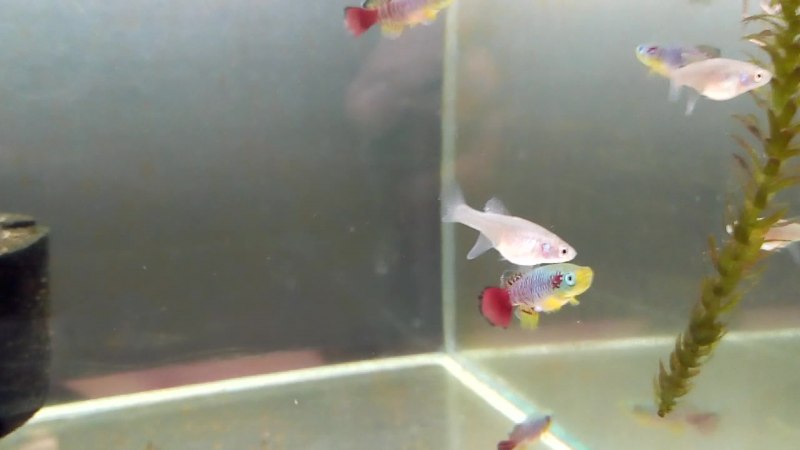 Fundulopanchax spoorenbergi