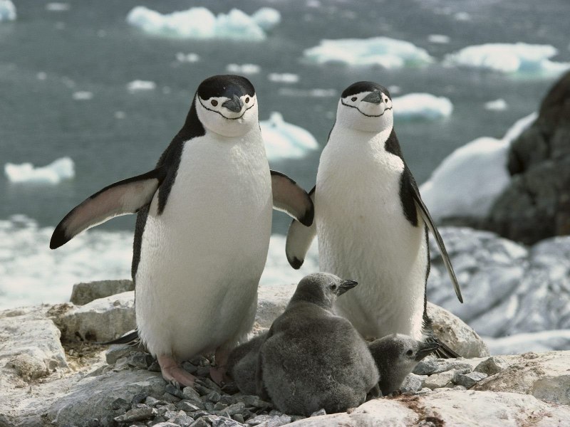 Spy x Family Penguin