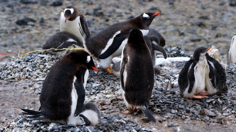 Penguin building a Nest