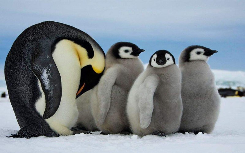 Penguin chick