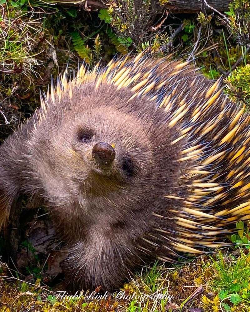 Австралийская ехидна (Tachyglossus aculeatus)