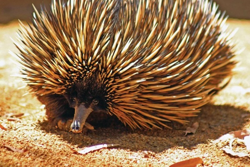 Tachyglossus aculeatus