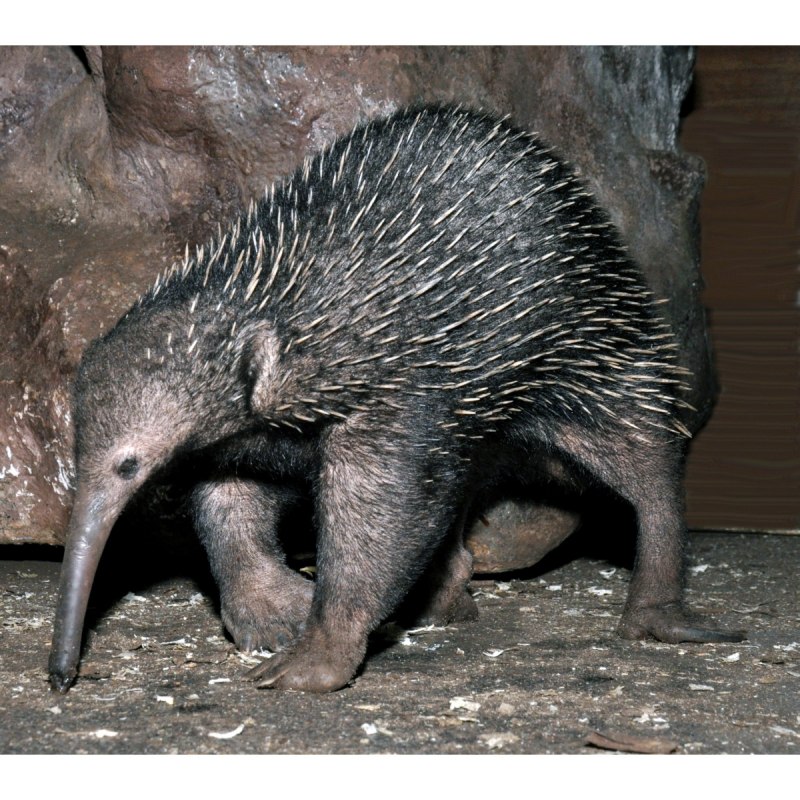 Австралийская ехидна (Tachyglossus aculeatus)
