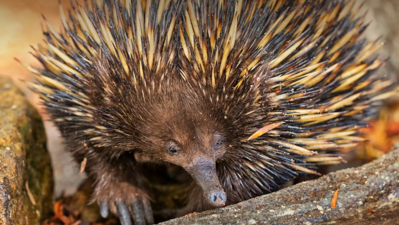 Австралийская ехидна (Tachyglossus aculeatus)