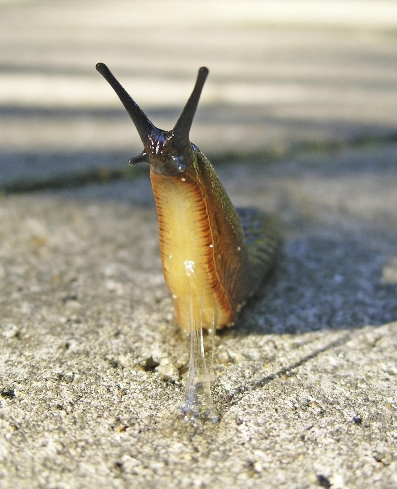 Ariolimax columbianus