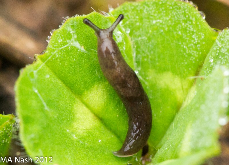 СЛИЗНЯК Limax