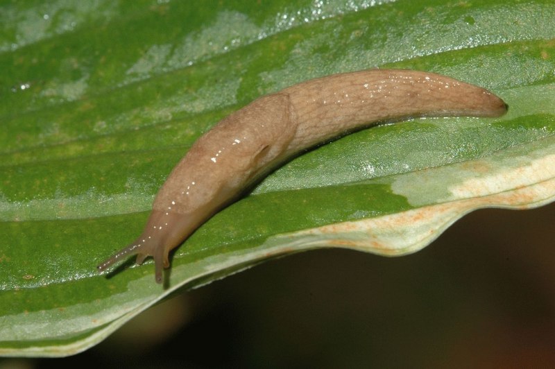 СЛИЗЕНЬ Arion lusitanicus