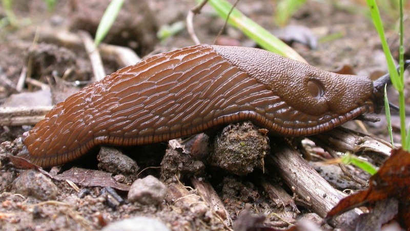 Arion vulgaris СЛИЗЕНЬ