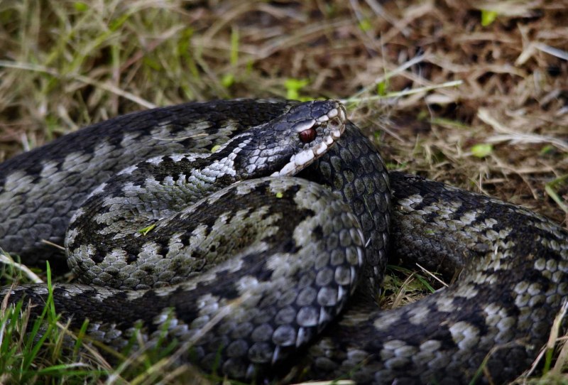 Гадюка Казнакова Vipera kaznakovi